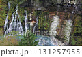 Shirahige Falls, Biei, Hokkaido 131257955