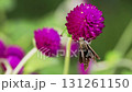 A butterfly resting on a red crape 131261150