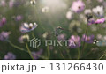 秋日傍晚，一隻紅蜻蜓被波斯菊花包圍 131266430