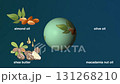 Illustrated video of plant oils such as olive oil, almond oil, macadamia nut oil, and shea butter 131268210