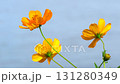 Yellow cosmos swaying in the wind by the lake 131280349