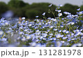 盛開的粉蝶花 131281978