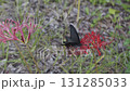 Red red spider lilies and Chinese lanterns 131285033