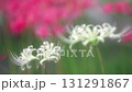 White and red beet bamboo 131291867