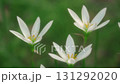 Close-up of Tamasudare 131292020