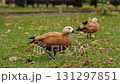 Majestic Ogar, or red duck, eating and exploring a peaceful park, showcasing the simple beauty of wildlife and nature 131297851