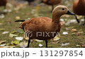 A beautiful red duck, also known as Ogar, walking and eating in a peaceful park setting, enjoying the natural surroundings and exploring the grassy area 131297854