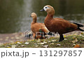 The elegant Ogar, or red duck, pecking at food and wandering in a sunny park, surrounded by lush greenery and soft grass 131297857