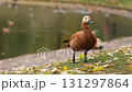 Ogar, the vibrant red duck, foraging for food and meandering in a lush, green park, offering a glimpse of serene outdoor life 131297864