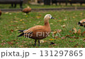The elegant Ogar, or red duck, pecking at food and wandering in a sunny park, surrounded by lush greenery and soft grass 131297865