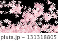 Illustration of cherry blossoms blooming one after another upwards. Loop. Black background. 131318805
