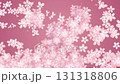Illustration of cherry blossoms blooming one after another upwards. Loop. Pink background. 131318806