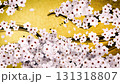 Cherry blossoms bloom one after another along the path of the calligraphy brush. Loop. Golden background. 131318807