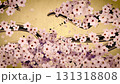 Cherry blossoms bloom one after another along the path of the calligraphy brush. Loop. Japanese paper background. 131318808