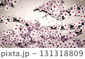 Cherry blossoms bloom one after another along the path of the calligraphy brush. Loop. White Japanese paper background. 131318809