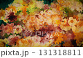 Watercolor-style flowers painted one after another 2 Loop Black background 131318811