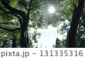 陽光透過樹葉 131335316