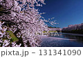 春天，河畔風景秀麗，櫻花樹成行 131341090