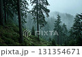 Fog rolling over a green slope covered with pine trees in a mysterious forest 131354671
