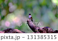 Rufous-gorgeted flycatcher, Orange gorgetted Flycatcher is dark grey to brown bird live in nature. taken in the North of Thailand.   131385315