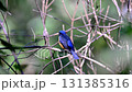 Male of Slaty Blue Flycatcher or Slaty-backed flycatcher (Ficedula tricolor) the beautiful blue bird. Birds live in tropical forest. taken in the North of Thailand.   131385316