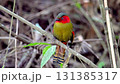 Scarlet-faced Liocichla - Liocichla ripponi is a bird in the Leiothrichidae family on branch live in tropical forest. taken in the North of Thailand. 131385317