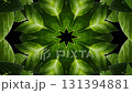 Symmetrical Green Leaf Patterns: A Beautiful Kaleidoscopic Design Showcasing Lush Foliage and Natural Textures in a Stunning Visual Display of Nature's Artistry. 131394881