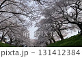 Yoshinose River Cherry Blossoms 2025 131412384