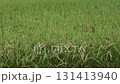 Ear of rice before harvest fluttering in the wind 131413940