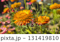 Close-up of vibrant orange and yellow Helichrysum flowers blooming in a sunny garden 131419810