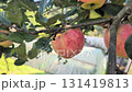 A ripe red-yellow apple hanging on a tree branch in a sunny garden as a woman's hand gently touches it 131419813