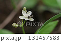 蚊子正在舔食石榴花蜜 131457583