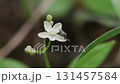 一隻蚊子停在石榴上 131457584