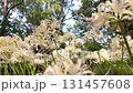 4k 白色蜘蛛百合花田 131457608