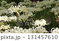 4k 白色蜘蛛百合花田（反向平移） 131457610