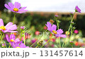 4k 波斯菊和百日菊花田 131457614
