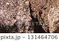 一隻螞蟻 131464706
