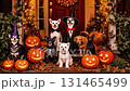Group of dogs in Halloween costumes, posing on a porch with carved pumpkins, showcasing playful expressions and festive decorations in a lively autumn scene 131465499