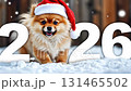 Playful pomeranian puppy wearing a festive Santa hat joyfully interacts with large snow-covered numbers 2026, capturing the spirit of celebration and winter fun 131465502