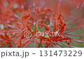 Cluster amaryllis along the Yakatsu River (Handa City, Aichi Prefecture, Japan) 131473229