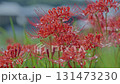 Cluster amaryllis along the Yakatsu River (Handa City, Aichi Prefecture, Japan) 131473230