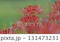 Cluster amaryllis along the Yakatsu River (Handa City, Aichi Prefecture, Japan) 131473231