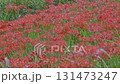 Cluster amaryllis along the Yakatsu River (Handa City, Aichi Prefecture, Japan) 131473247