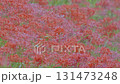 Cluster amaryllis along the Yakatsu River (Handa City, Aichi Prefecture, Japan) 131473248