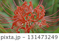 Cluster amaryllis along the Yakatsu River (Handa City, Aichi Prefecture, Japan) 131473249