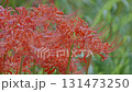 Cluster amaryllis along the Yakatsu River (Handa City, Aichi Prefecture, Japan) 131473250