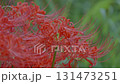 Cluster amaryllis along the Yakatsu River (Handa City, Aichi Prefecture, Japan) 131473251