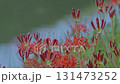 Cluster amaryllis along the Yakatsu River (Handa City, Aichi Prefecture, Japan) 131473252
