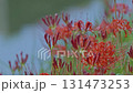Cluster amaryllis along the Yakatsu River (Handa City, Aichi Prefecture, Japan) 131473253