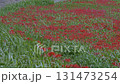 Cluster amaryllis along the Yakatsu River (Handa City, Aichi Prefecture, Japan) 131473254